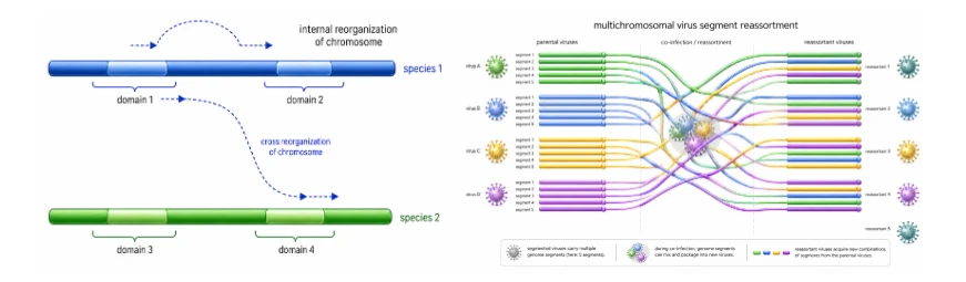Schematic diagrams of chromosome reorganization and multichromosomal virus segment reassortment.
